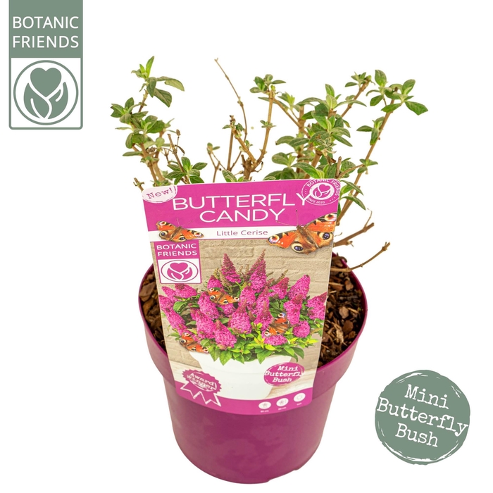 <h4>Buddleja Butterfly Candy® 'Little Cerise'</h4>