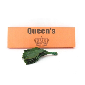 Aspidistra 40 Cm WBE