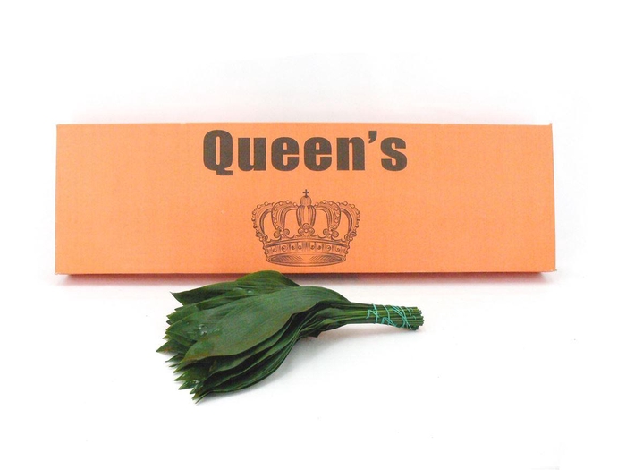 <h4>Aspidistra 40 Cm WBE</h4>