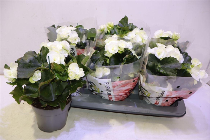 <h4>arr8 Beg Hl Clara</h4>