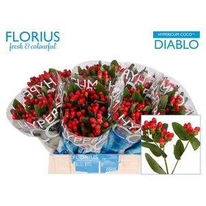 Hyp Coco Diablo Florius