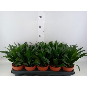 Dracaena frag. 'Compacta'