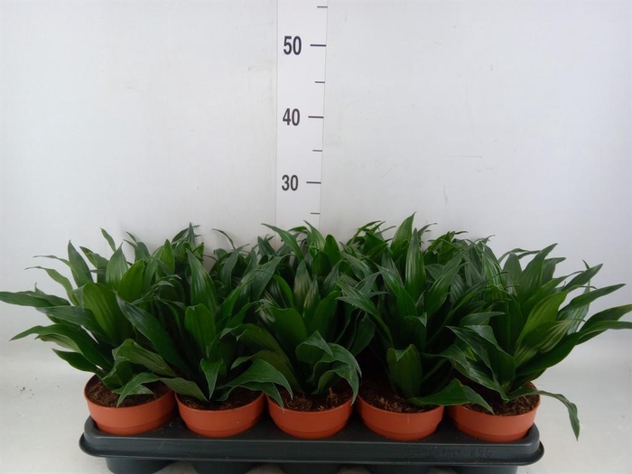 <h4>Dracaena frag. 'Compacta'</h4>