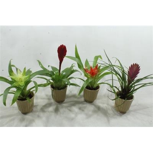 1005 Bromelia MIX