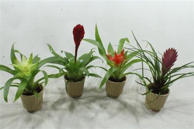 <h4>1005 Bromelia MIX</h4>