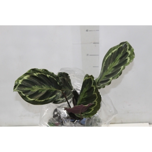 CALATHEA MEDALLION P17