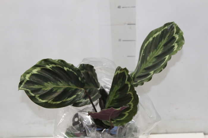 <h4>CALATHEA MEDALLION P17</h4>