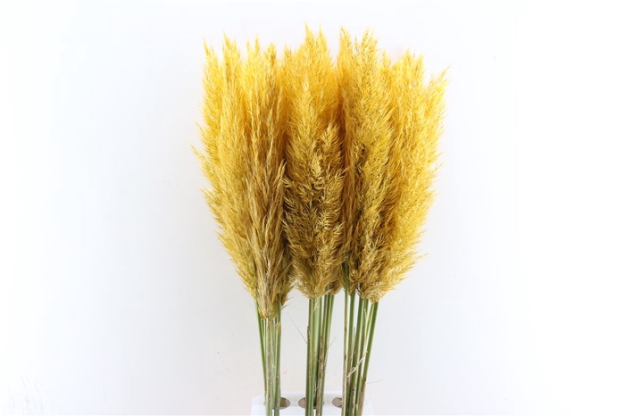 Cortaderia Opgetrokken Honing Oranje Stem