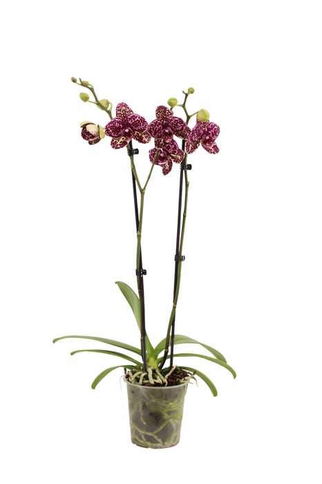 <h4>Phal Wildcat 2T16+</h4>