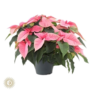 poinsettia xmas feelings roze