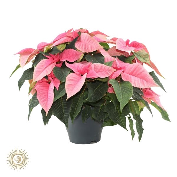 <h4>poinsettia xmas feelings roze</h4>