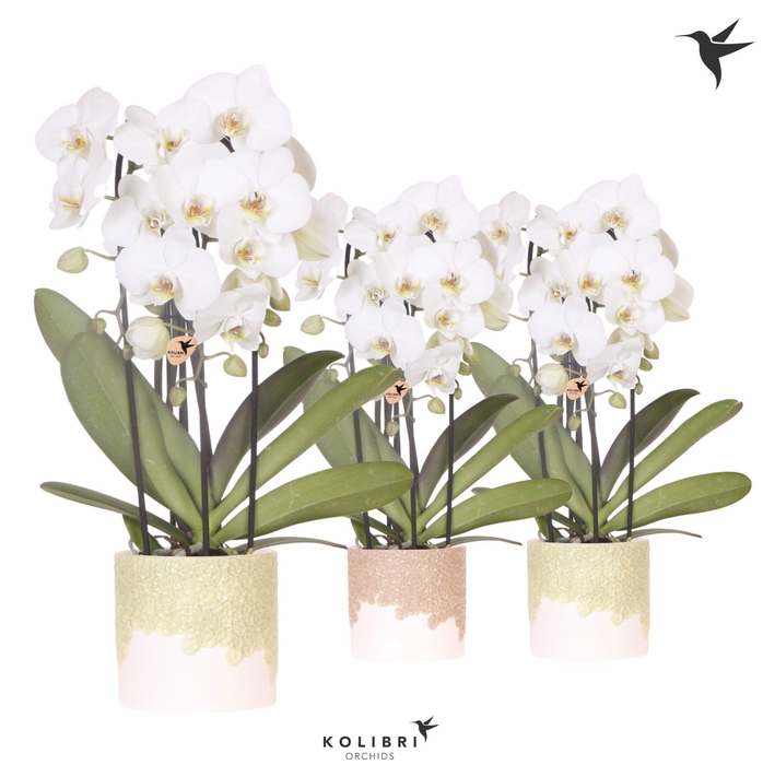 <h4>Kolibri Orchids Phalaenopsis Cascade Niagara Fall white 3 spike in Bloom pot sand mix</h4>