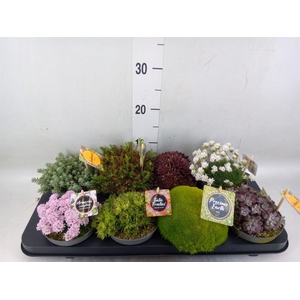 Rotsplanten   ...mix   [Rock plant]