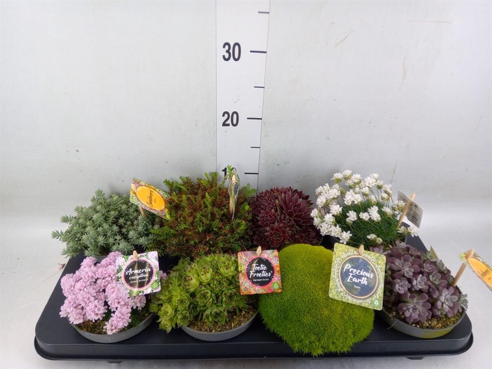 <h4>Rotsplanten   ...mix   [Rock plant]</h4>