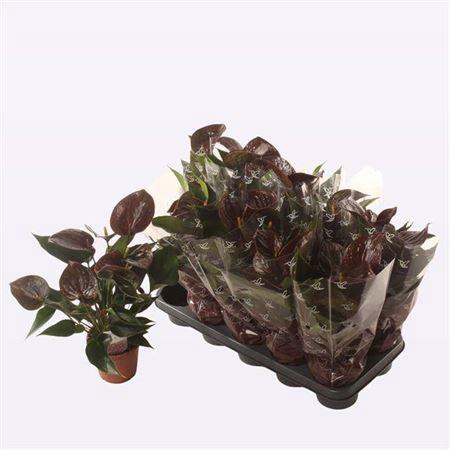 Anthu An Chocolate 5+