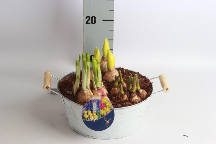 <h4>ARR BOL KNOLGEWAS</h4>