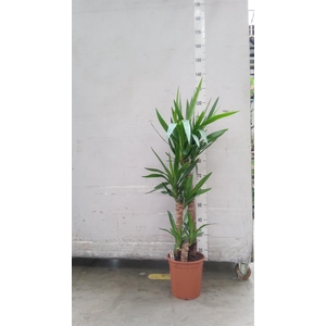 Yucca ...
