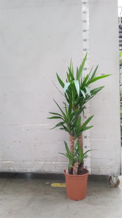 <h4>Yucca ...</h4>