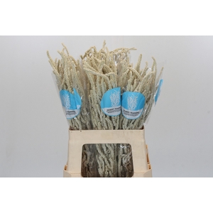 Amaranthus Yearming Desert