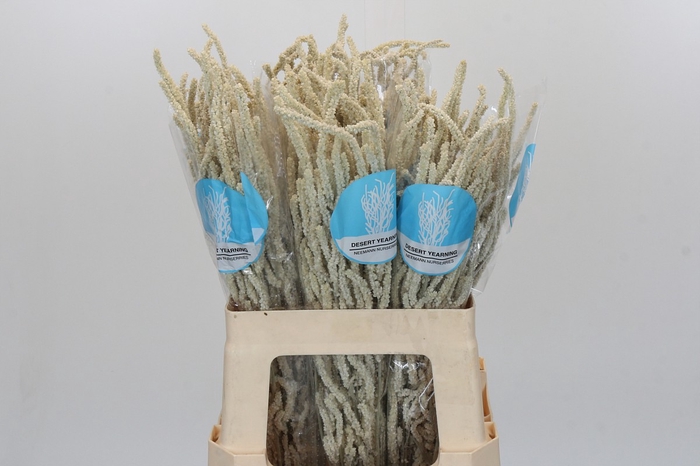 <h4>Amaranthus Yearming Desert</h4>