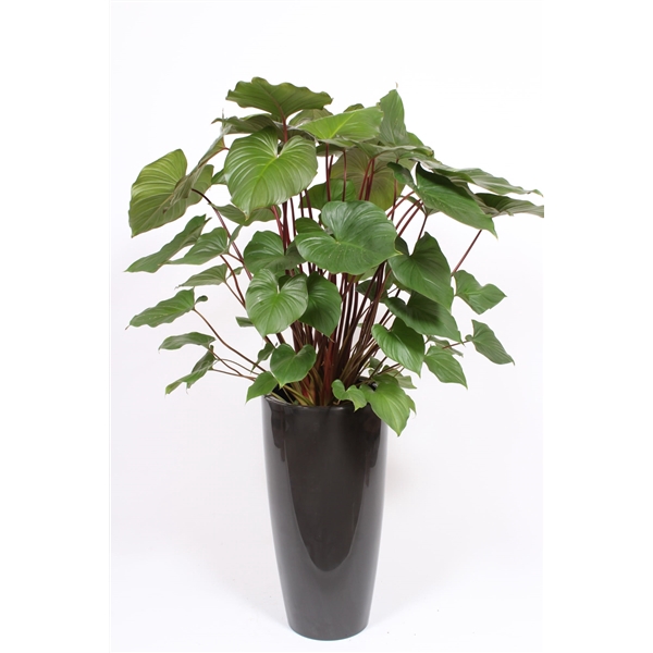 <h4>Homalomena 'Maggy' in Santorini pot "antraciet"</h4>