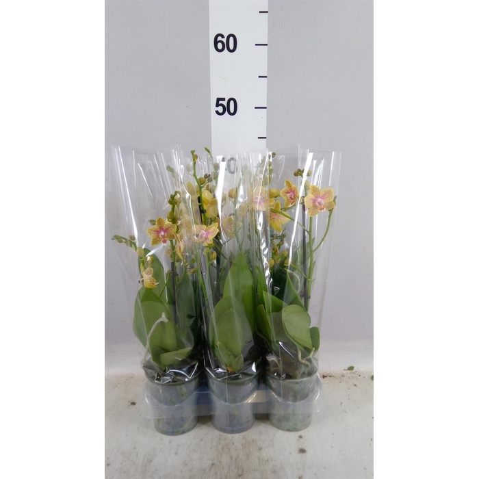 <h4>Phalaenopsis multi.   ...yellow</h4>