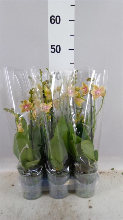 Phalaenopsis multi.   ...yellow