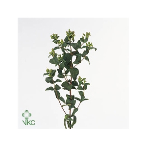 Hyp Mag Green