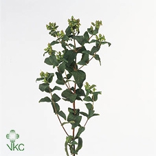 <h4>Hyp Mag Green</h4>