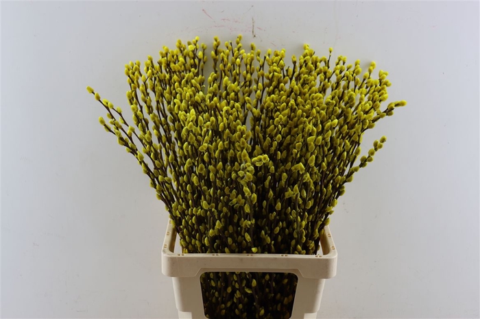 <h4>Salix Wilgenkatjes Yellow 70cm P Stem</h4>