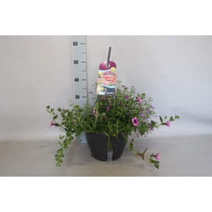 Hangpotten 27 waterreservoir mix 3 Petunia Purple vein, Lobelia Purple, Verbena, Helichrysum (afd 5)