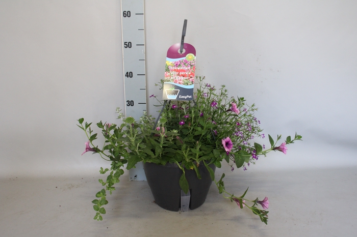 <h4>Hangpotten 27 waterreservoir mix 3 Petunia Purple vein, Lobelia Purple, Verbena, Helichrysum (afd 5)</h4>