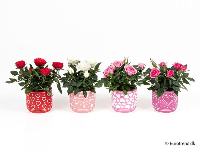 <h4>ROSA-HYBRID KUVERT</h4>