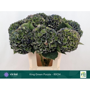 Hydrangea  'Royal King'  CL