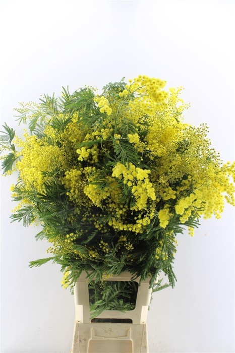 <h4>Acacia Mimosa Mirandole Per Stem 100cm</h4>