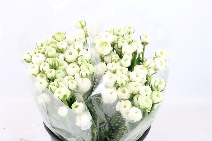 <h4>Ran Amandine White</h4>