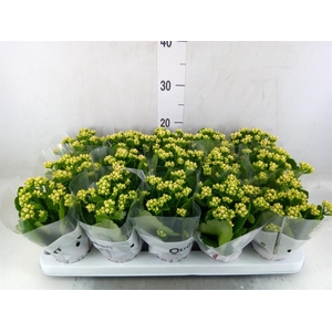 Kalanchoe  'RoseFlow Audrey'