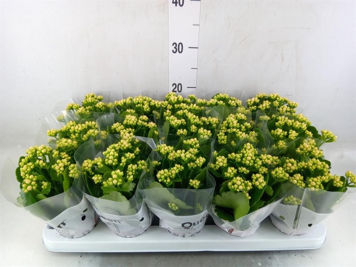 <h4>Kalanchoe  'RoseFlow Audrey'</h4>
