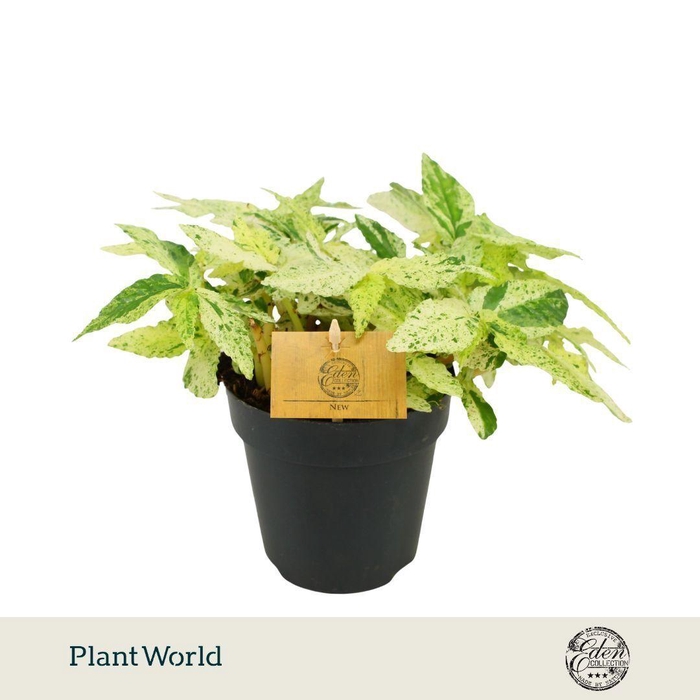<h4>Pellionia repens Variegata 12cm</h4>