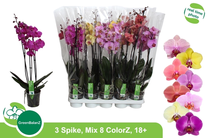 <h4>PHAL GEM 8 KL</h4>