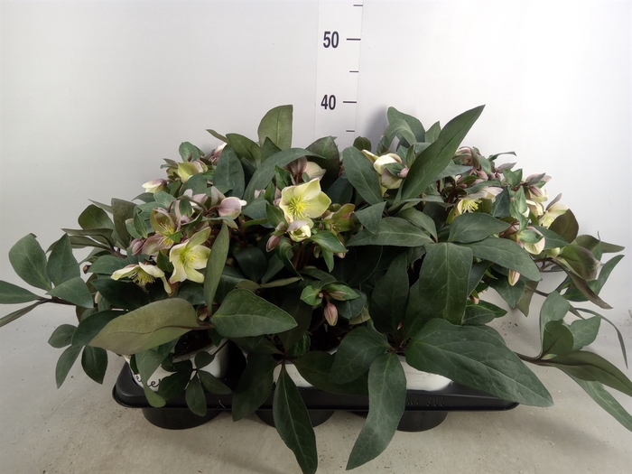 <h4>Helleborus x hybr. 'Viv Valeria'</h4>