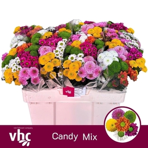 CHRYSANTHEMUM SA CANDY MIX