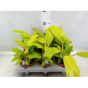 Philodendron  'Malay Gold'