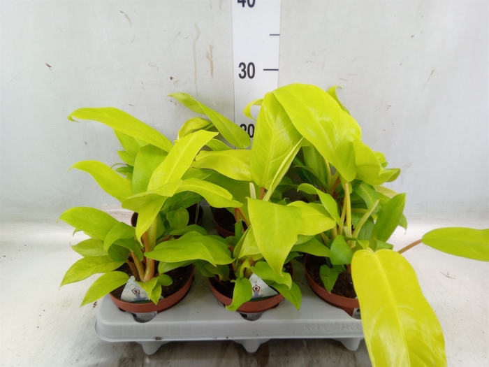 <h4>Philodendron  'Malay Gold'</h4>