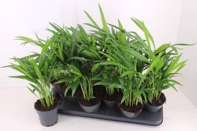 <h4>DYPSIS LUTESCENS</h4>