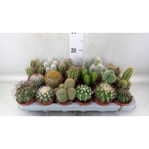 Cactus   ...mix