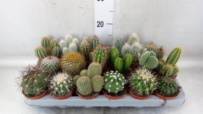 <h4>Cactus   ...mix</h4>