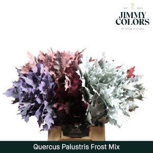 Quercus Palustris L50 Klbh. Frosted mix