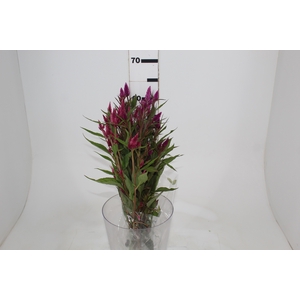CELOSIA RABO DE GATO 060 CM PINK