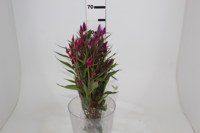 <h4>CELOSIA RABO DE GATO 060 CM PINK</h4>